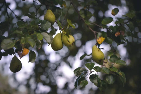 Pêras Verdes Maduras Uma Árvore Jardim — Fotografia de Stock