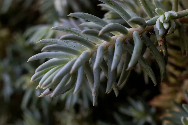 Close Van Een Prachtige Tropische Plant — Stockfoto