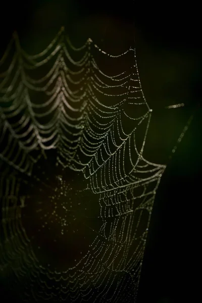 Spider Web Black Background — Stock Photo, Image