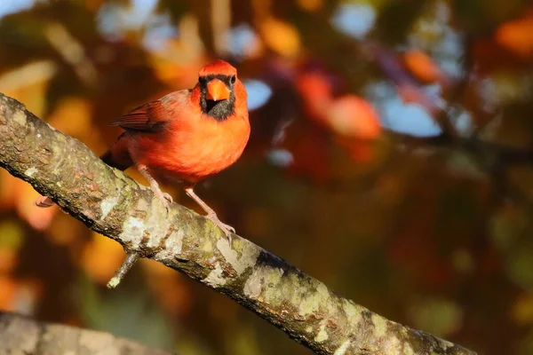 Schöner Vogel Auf Einem Ast — Stockfoto