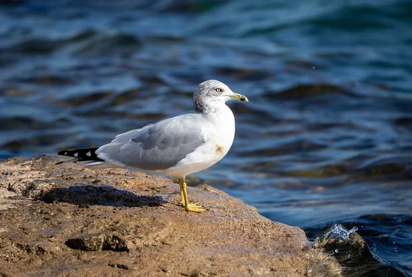 Gaivota Praia — Fotografia de Stock