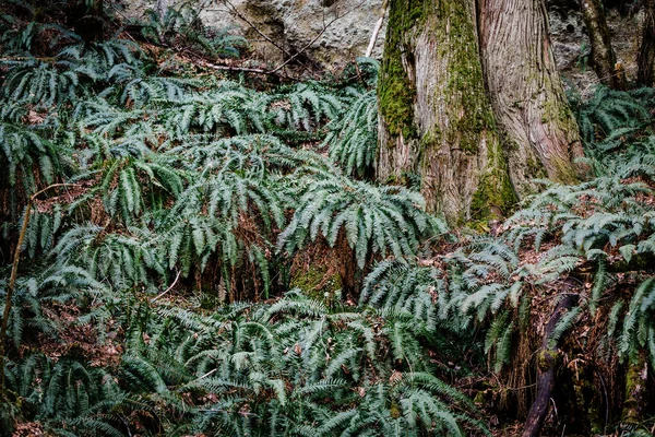 Pinheiros Verdes Floresta — Fotografia de Stock