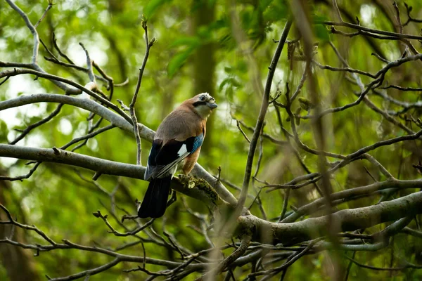 Птица Ветке Дерева — стоковое фото