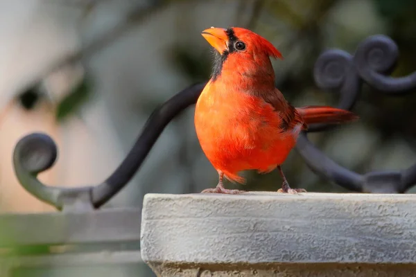 Oiseau Rouge Assis Sur Une Branche — Photo