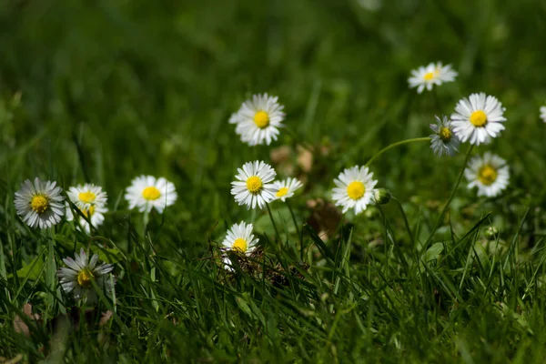 Bellissimi Fiori Camomilla Giardino — Foto Stock