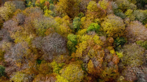 Outono Paisagem Com Árvores Folhas — Fotografia de Stock