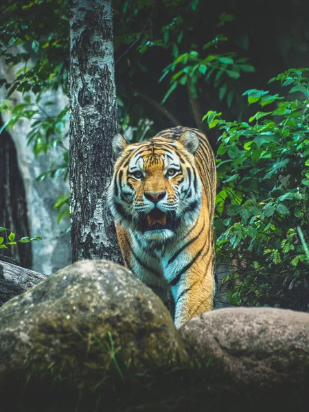 Τίγρης Στο Δάσος — Φωτογραφία Αρχείου