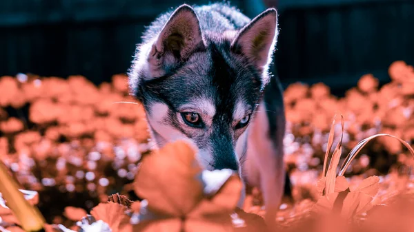 Portrait Cute Dog — Stock Photo, Image