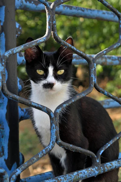 Gato Jardín — Foto de Stock