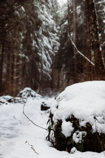 겨울의 눈덮인 — 스톡 사진