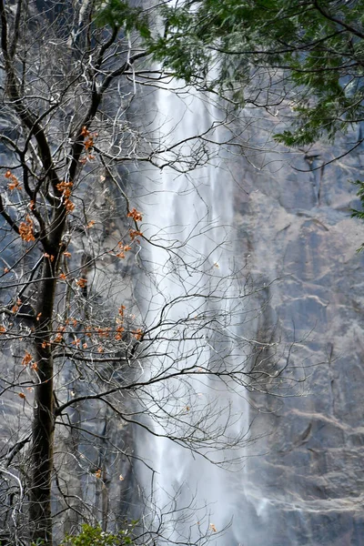Δάσος Σημύδας Χειμώνα — Φωτογραφία Αρχείου