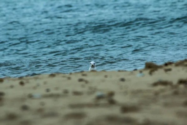 Sahilde Martı — Stok fotoğraf