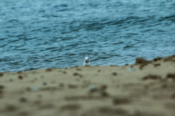 Möwe Strand — Stockfoto