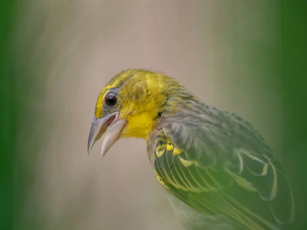 Cerca Pájaro — Foto de Stock