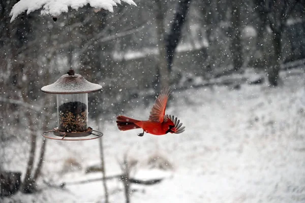 Alimentador Aves Nieve —  Fotos de Stock