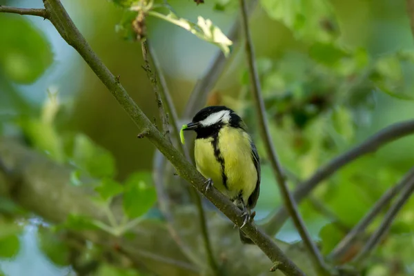 Kohlmeise Parus Major Sitzt Auf Einem Ast — Stockfoto