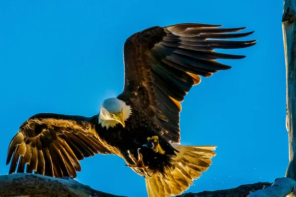 Hermoso Águila Calva Volando Cielo —  Fotos de Stock