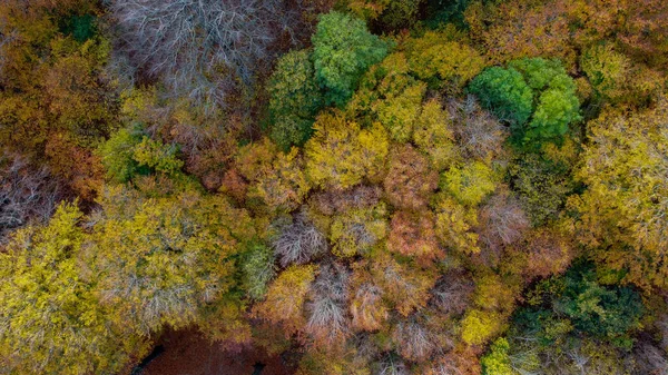秋天的风景 有树木和树叶 — 图库照片
