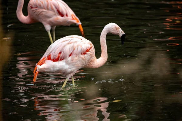 水中的粉红火烈鸟 — 图库照片