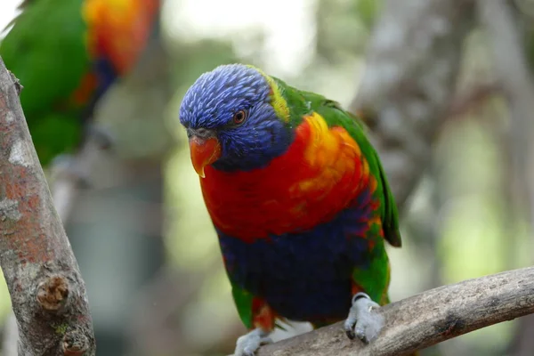 Krásný Barevný Papoušek Macaw Větvi — Stock fotografie