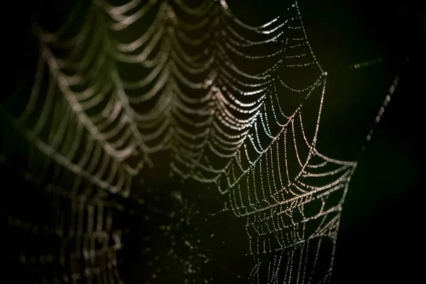 Pókháló Harmatcseppekkel — Stock Fotó
