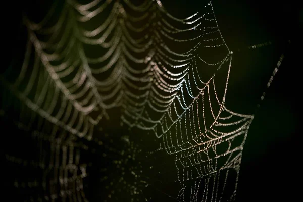 Red Araña Con Gotas Rocío — Foto de Stock