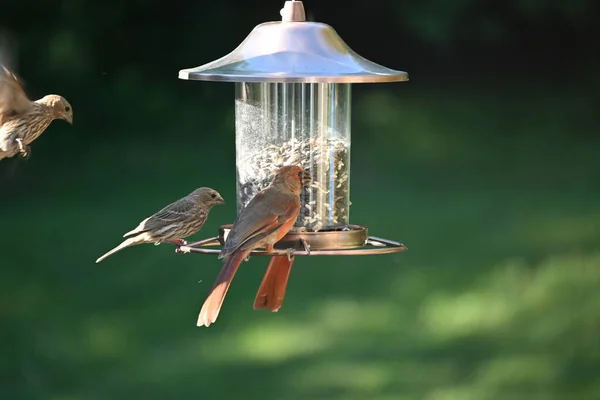 Oiseau Est Assis Sur Une Branche Arbre Dans Jardin — Photo