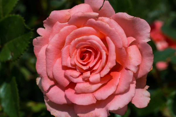 Belle Fleur Rose Dans Jardin — Photo