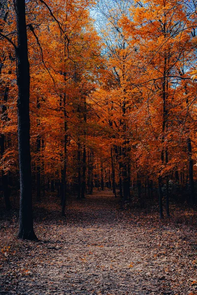 Őszi Erdő Fákkal Levelekkel — Stock Fotó
