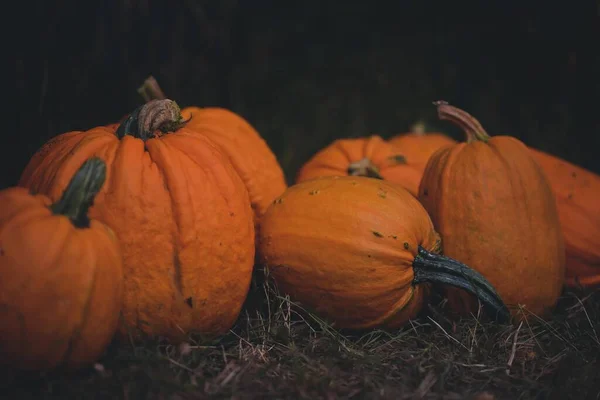 Halloween Kürbisse Auf Hintergrund — Stockfoto