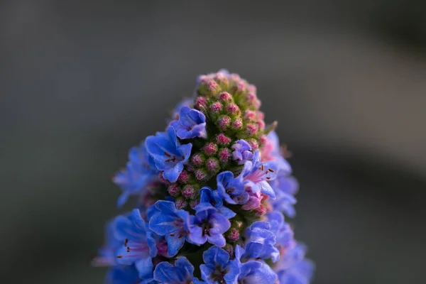 Vackra Blommor Trädgården — Stockfoto