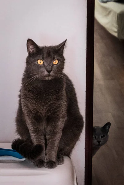 Chat Noir Blanc Sur Fenêtre — Photo