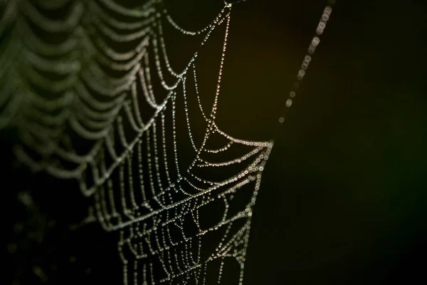 Spinnennetz Mit Tautropfen Auf Dem Hintergrund — Stockfoto