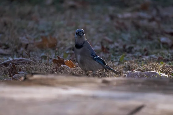 Pájaro Una Rama Árbol — Foto de Stock