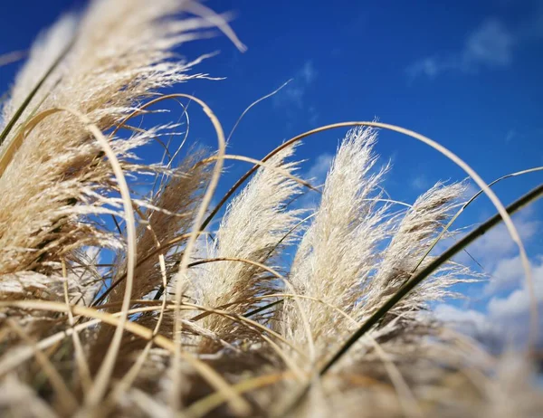 Nahaufnahme Eines Weizenfeldes — Stockfoto