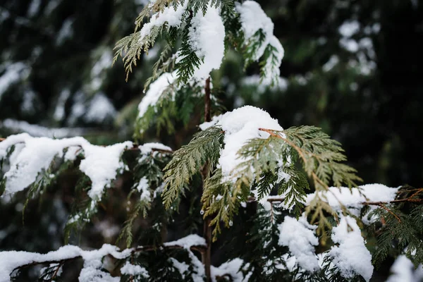 Schneebedeckter Kiefernwald Winter — Stockfoto