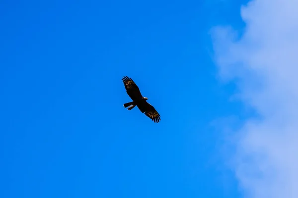 Een Prachtige Kale Adelaar Die Lucht Vliegt — Stockfoto