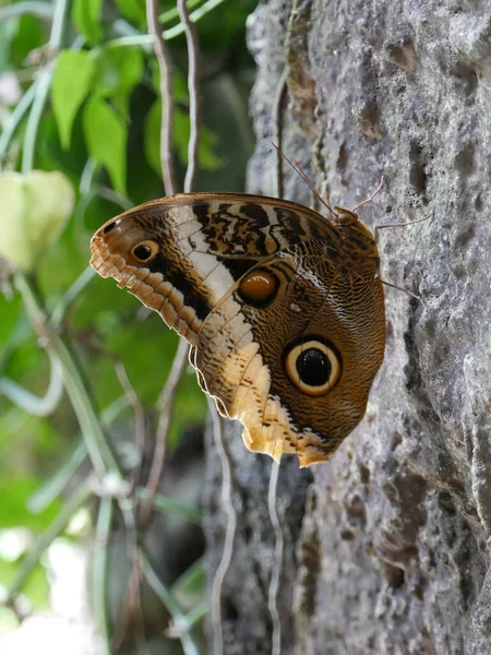 Beautiful Butterfly Tree — Stock Photo, Image