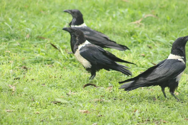 Black Crows Grass — Stock Photo, Image