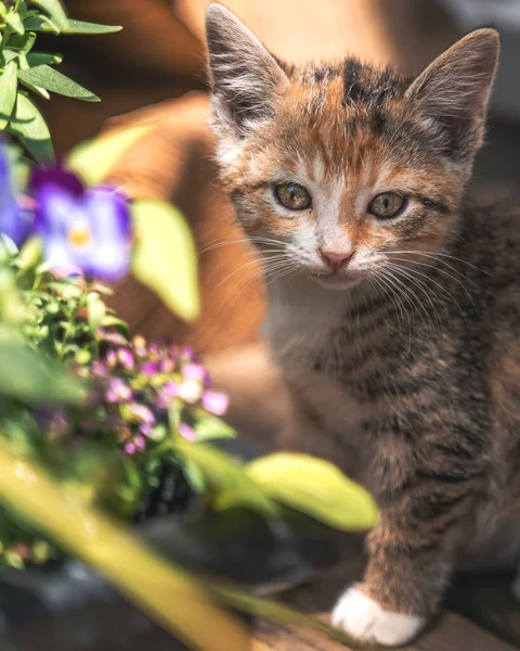 Sokakta Çiçekli Kedi — Stok fotoğraf