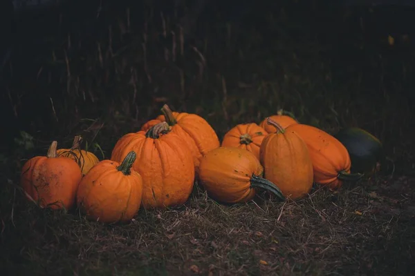 Abóboras Halloween Jardim — Fotografia de Stock