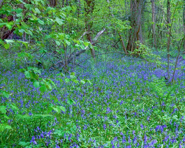 Schöne Frühlingsblumen Wald — Stockfoto