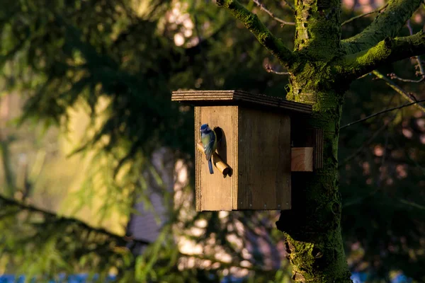 Alimentatore Uccelli Nel Parco — Foto Stock