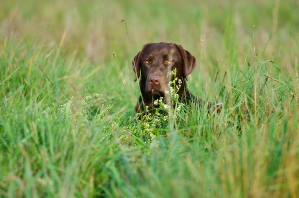 Hund Gras — Stockfoto