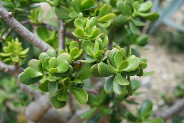 Hojas Verdes Una Planta Jardín —  Fotos de Stock