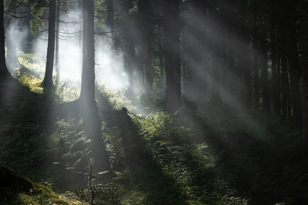 Belle Forêt Dans Brouillard — Photo