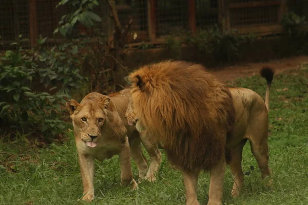 Львы Зоопарке — стоковое фото