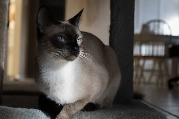 Gato Blanco Negro Sentado Suelo — Foto de Stock