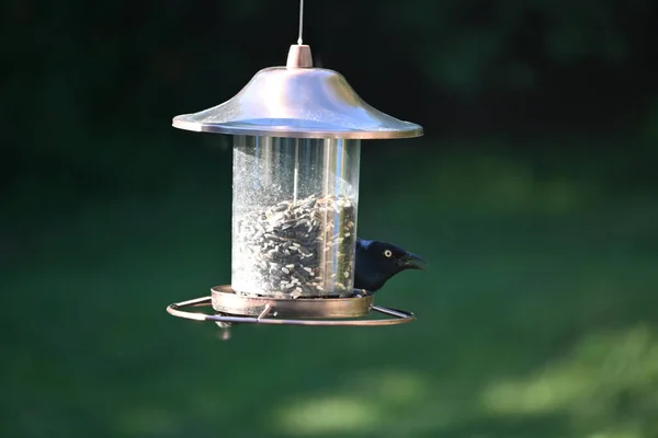 Mangeoire Oiseaux Dans Jardin — Photo