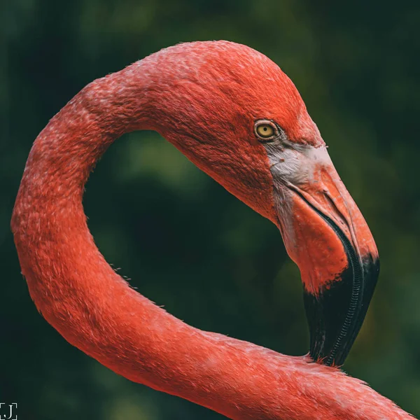 Close Van Een Rood Gekroonde Flamingo — Stockfoto
